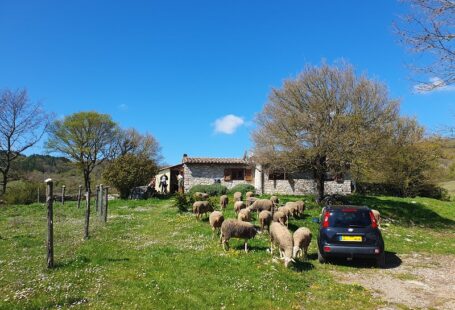 Italiaans huis met schapen in de tuin