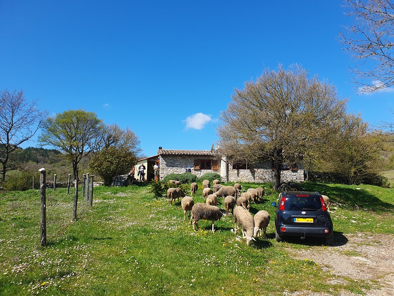 Italiaans huis met schapen in de tuin