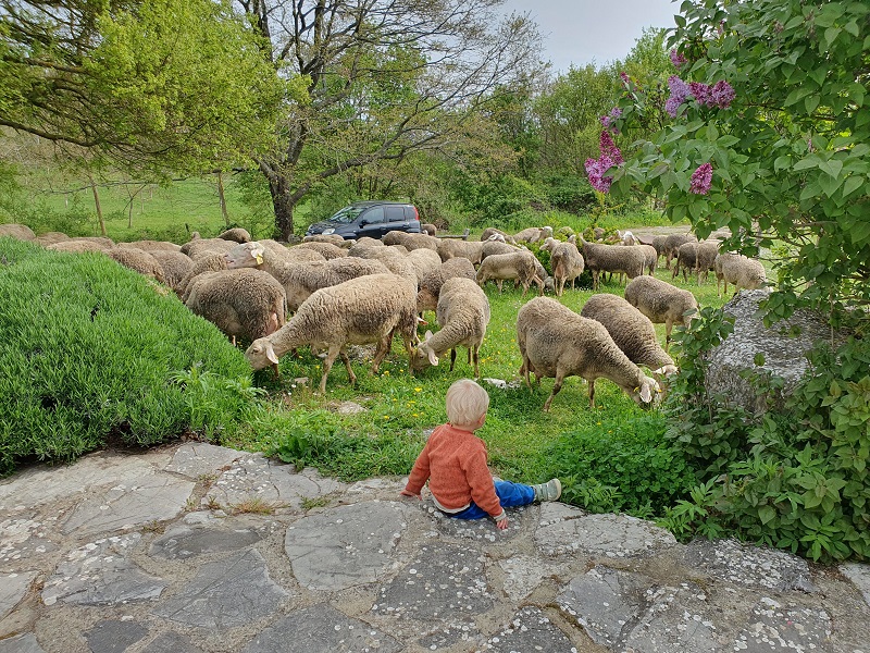 Kind kijkt naar schapen in de tuin in Italië